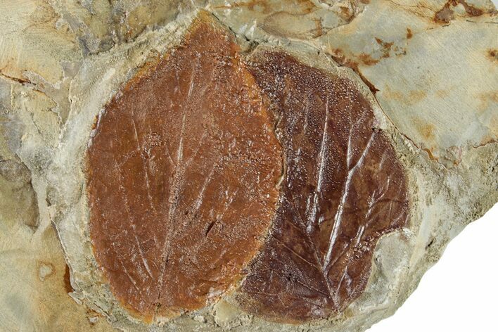 Plate with Two Fossil Leaves (Beringiaphyllum) - Montana #268296